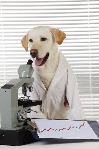Labrador in lab coat Clearance