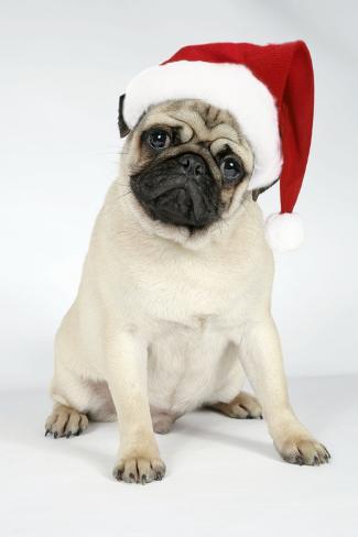 pug with hat