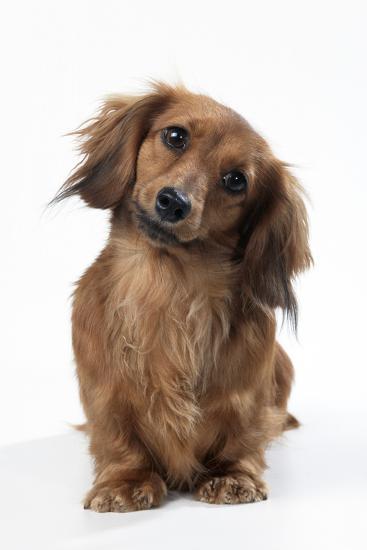miniature long haired dachshund