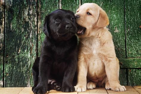 labrador of black and yellow