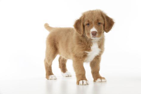 nova scotia duck tolling retriever puppies for sale near me