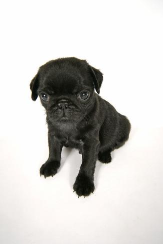 black pug