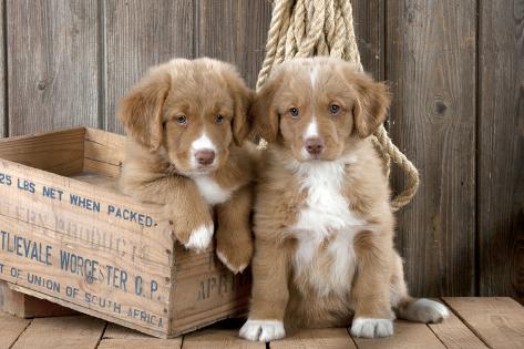 nova scotia toller puppies