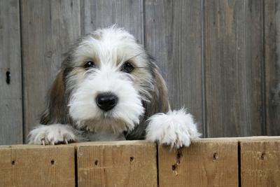 'Petit Basset Griffon Vendeen Puppy 4 Months' Photographic Print