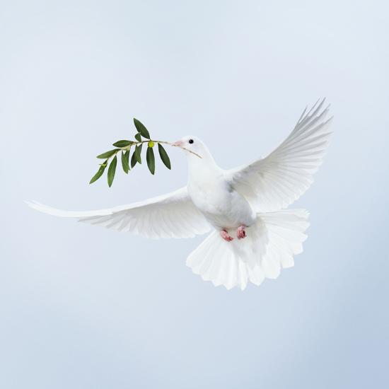 'Dove in Flight Carrying Olive Branch in Beak Opeaceo' Photographic