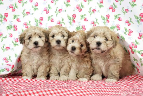 7 Weeks Old Lhasa Apso Cross Shih Tzu Puppies Photographic Print