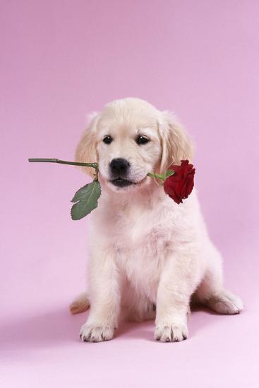 'Golden Retriever Puppy Sitting with Rose in Mouth' Photographic Print ...