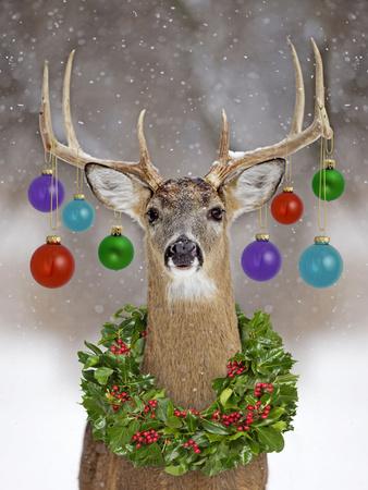 'White-Tailed Deer Buck in Winter Snow with Christmas' Photographic