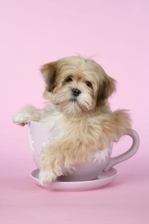 Lhasa Apso 12 Week Old Puppy in Tea Cup Photographic Print ...