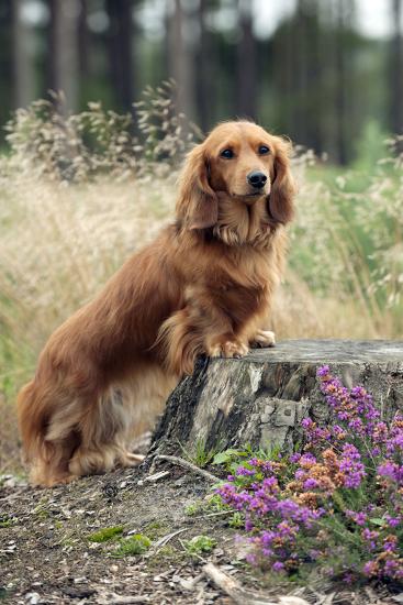 Miniature Long Haired Dachshunds On A Tree Stump Photographic