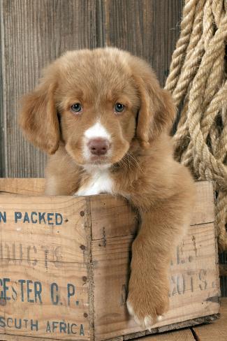 duck retriever puppy