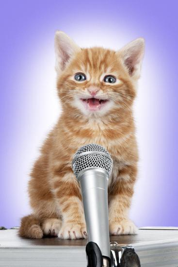 Karaoke Cat Ginger Tabby Kitten Singing into Microphone' Photographic Print | AllPosters.com