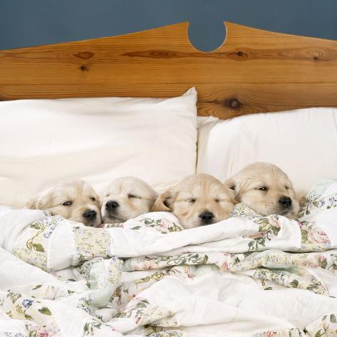 golden retriever puppy bed
