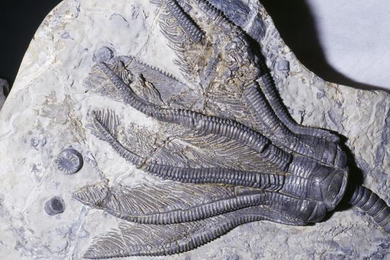 ‘Crinoid Fossil, ‘Sea Lilies’ Triassic Period 240 MYA’ Photographic