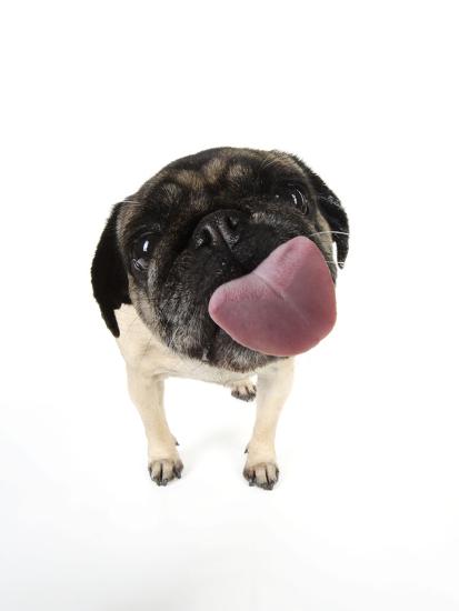 'Pug Licking the Screen' Photographic Print | AllPosters.com