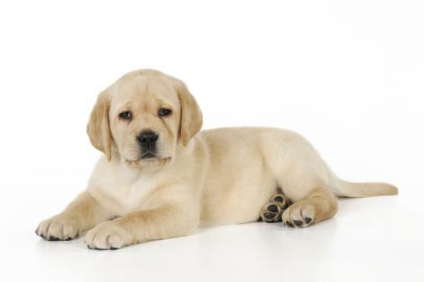 yellow lab laying down