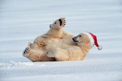 Polar Bear Lying On Ice Wearing Christmas Hat Photographic Print Allposters Com