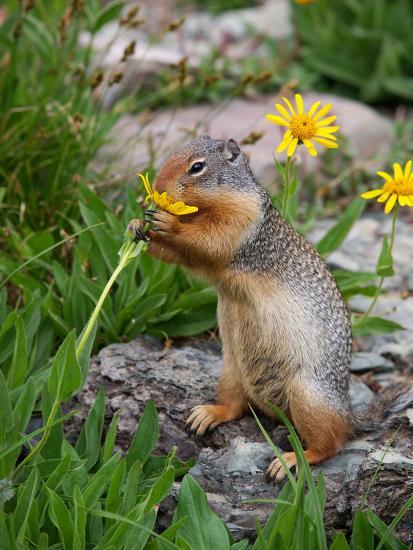 Columbian Ground Squirrel Flower Photographic Print Columbian Ground Squirrel Flower Photographic Print