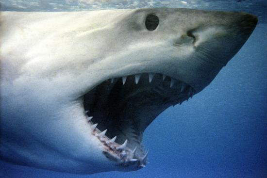 'Great White Shark with Mouth Wide Open' Photographic Print