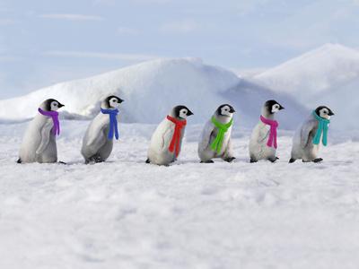 'Emperor Penguins, 4 Young Ones Walking in a Line' Photographic Print