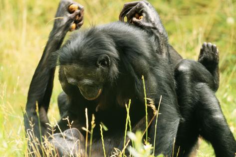 last ape pygmy chimpanzee behavior and ecology last ape pygmy chimpanzee behavior and ecology