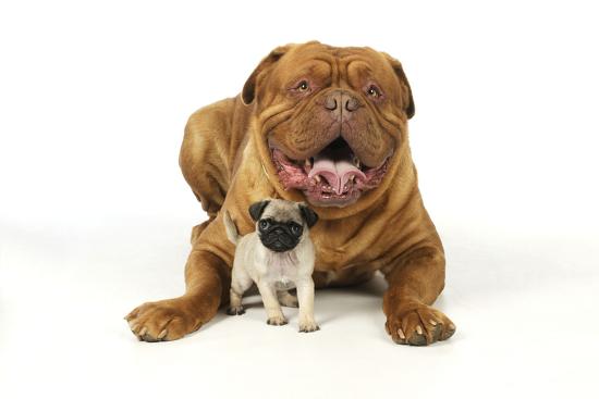 pug puppy 5 wks