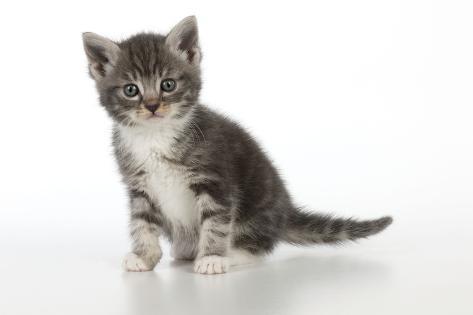 Grey Tabby Kitten' Photographic Print 