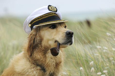 dog captain hat