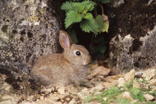 Common Rabbit Photographic Print at AllPosters.com
