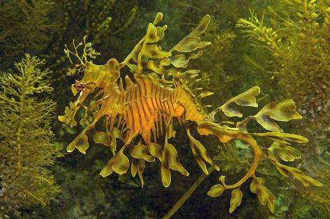 Play Dragon Raja Sea On Pc With Noxplayer Via Keyboard