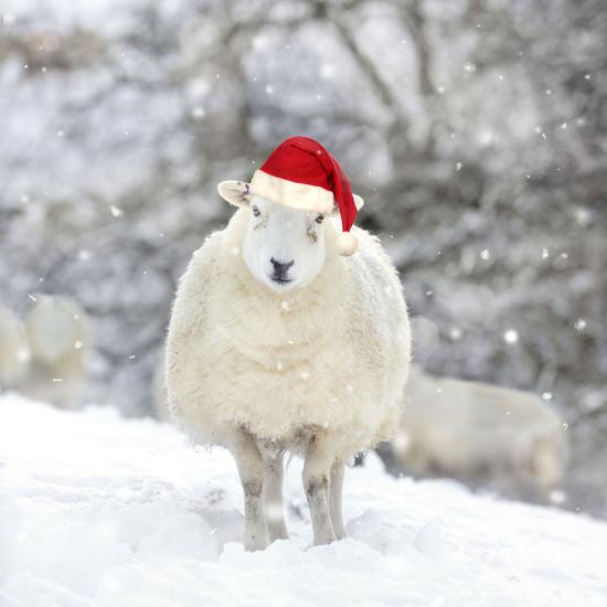 'Sheep Texel Ewe in Snow Wearing Christmas Hat' Photographic Print ...