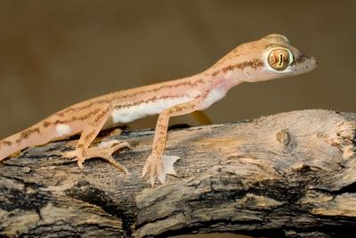 'Arabian Short-Fingered Gecko' Photographic Print | AllPosters.com