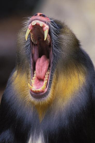 Mandrill Baboon Male Yawning Photographic Print Allposters Com