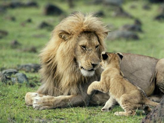 Play With Lions Play With Lions