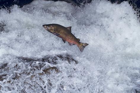 'Chinook Salmon Leaping Falls During Migration' Photographic Print