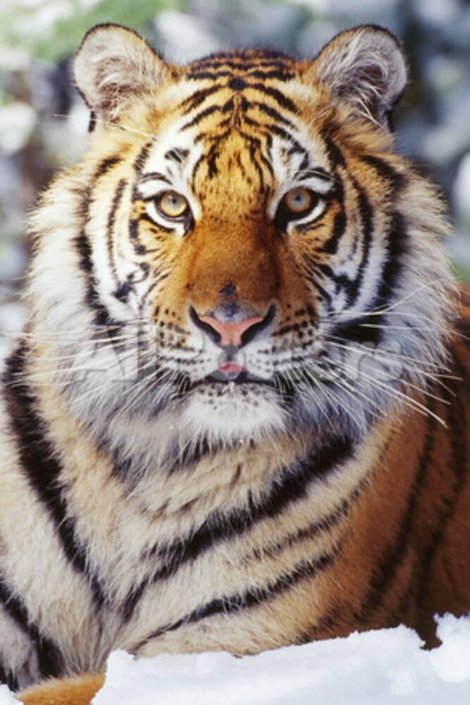 'Siberian Amur Tiger Close-Up, Showing Facial Markings' Photographic