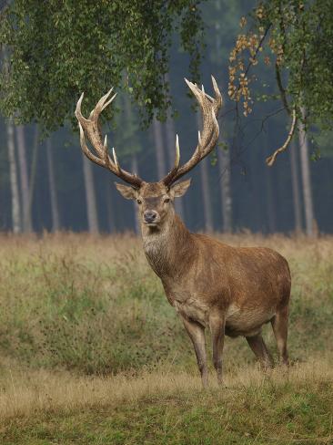 stag deer
