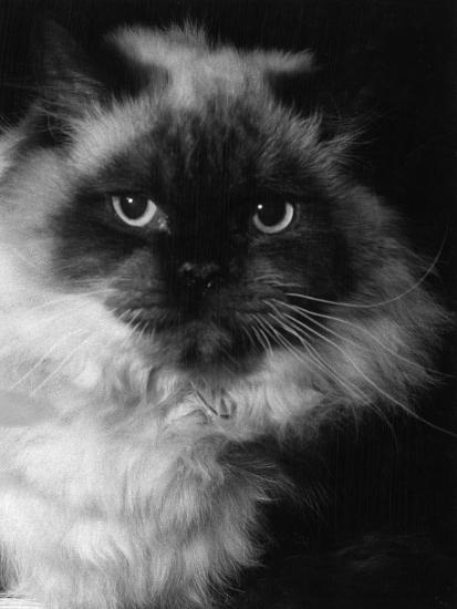 Long Haired Siamese Cat Photographic Print At Allposters Com