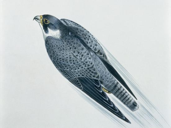 Close Up Of A Peregrine Falcon Flying Falco Peregrinus