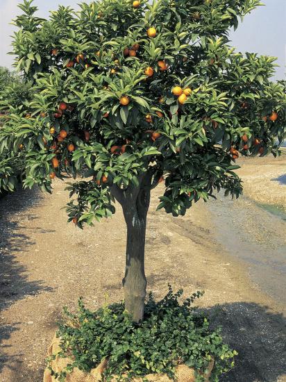 'Kumquats Growing on a Round Kumquat Tree (Fortunella ...