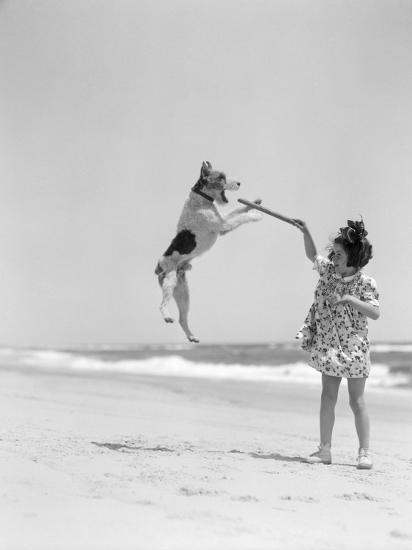 Wire Haired Terrier Dog Jumping In The Air To Catch A Stick Held