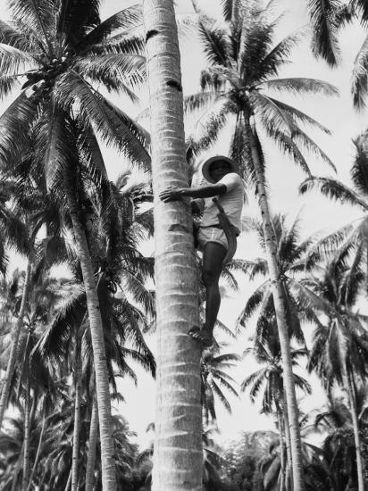 filipino man climbing tree