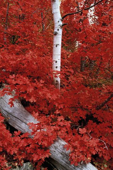 Rocky Mountain Maple Trees And The White Bark Of Aspens In The Wasatch National Forest Photographic Print Mint Images David Schultz Allposters Com Rocky Mountain Maple Trees And The White Bark Of Aspens In The Wasatch National Forest Photographic Print Mint Images David Schultz Allposters Com