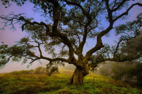 Dark Oak Petaluma Hills Northern California Bay Area Trees Dark Oak Petaluma Hills Northern California Bay Area Trees