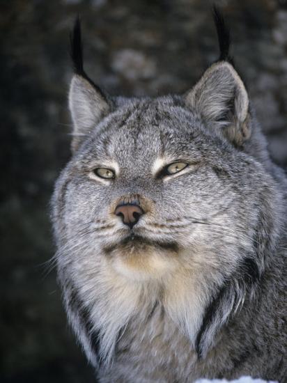 Opciones binarias de lince