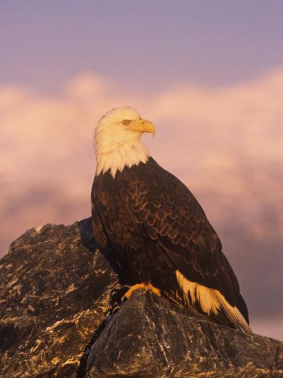 bald eagle perched on