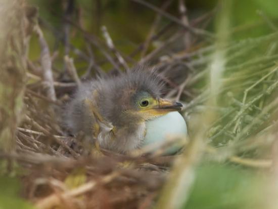 Download 'Green Heron, Butorides Virescens, Newly Hatched Chick in the Nest Next to an Egg, Southern USA ...