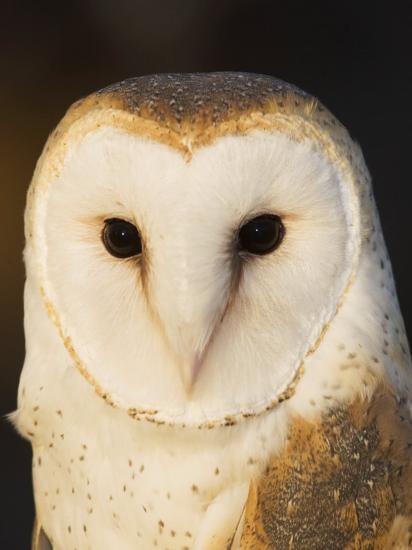 Male Barn Owl (Tyto Alba), USA Photographic Print by John ...