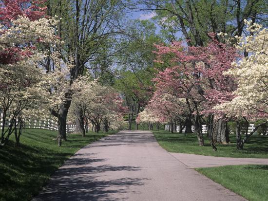 Pink And White Dogwood Trees In Bloom Along A Fenced Road Lexington Pink And White Dogwood Trees In Bloom Along A Fenced Road Lexington Kentucky