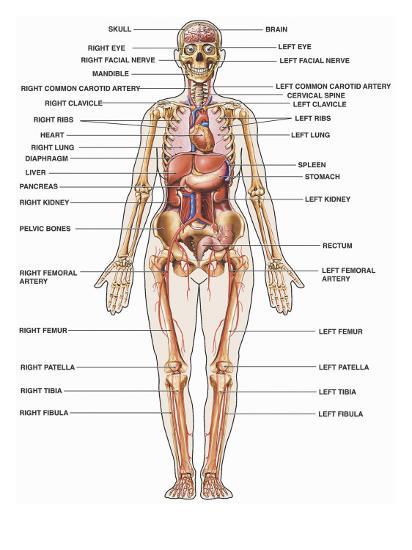 'Human Female Anatomy, with Major Organs and Structures Labeled' Photographic Print ...